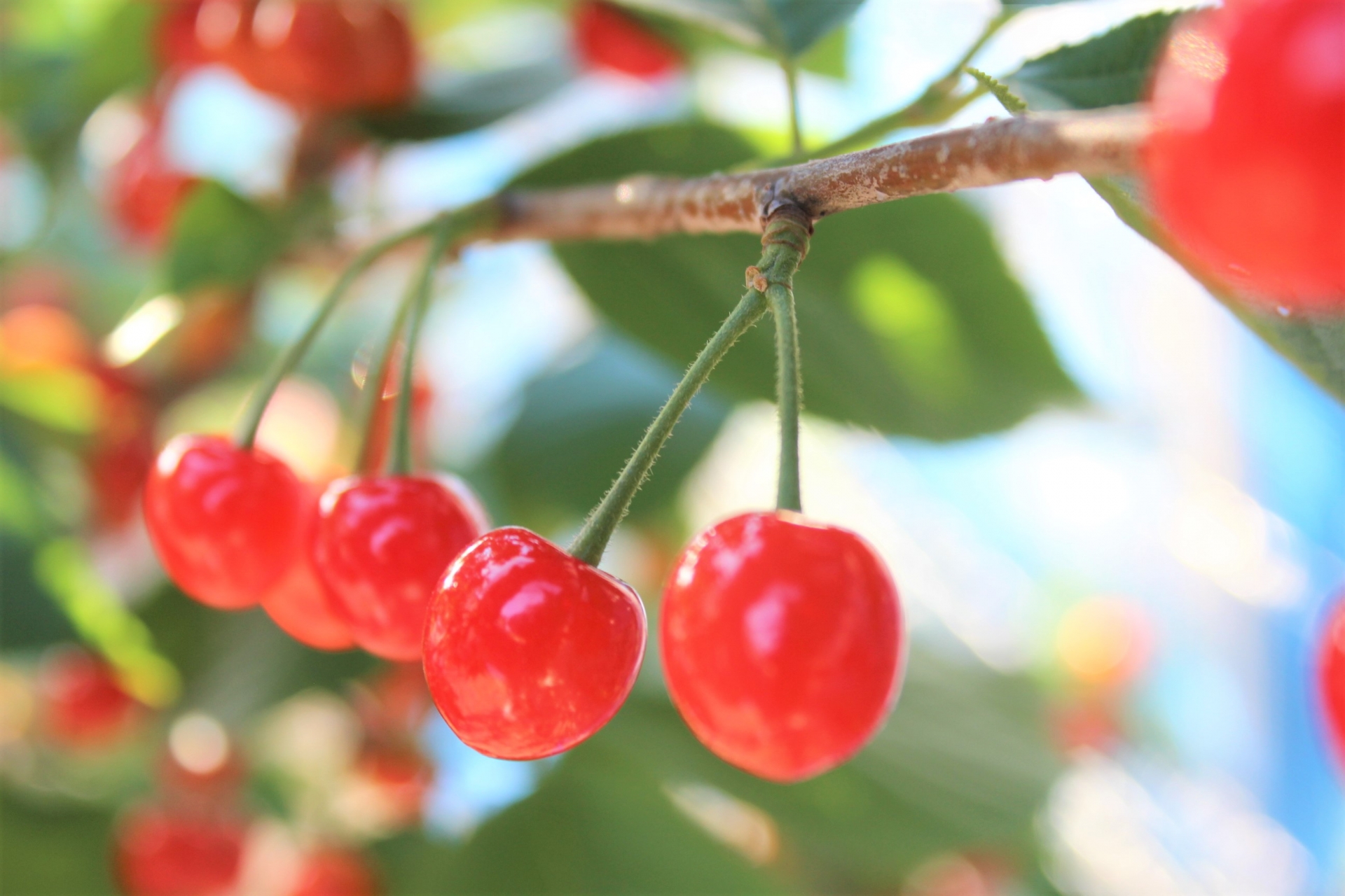 見た目もかわいい！初夏に旬のさくらんぼを使ったスイーツ