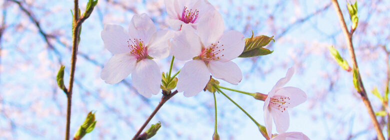 家でもお花見気分を味わおう！手作り桜スイーツの紹介